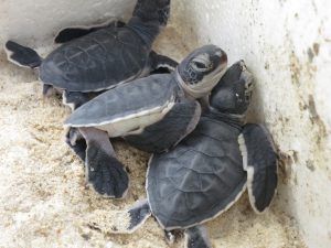 Baby green turtles Tioman island Juara Project
