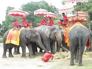 resting elephants awaiting rides in ayutthaya