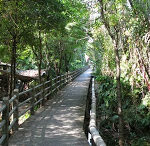 Bangkok's hidden beauty -  the "green lung", Bang Krachao