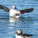 Puffins at sea